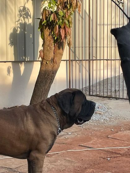 Stay - Dog Daycare Happy Faces of Stay photo 10