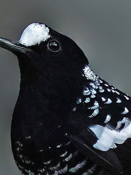 A portrait of a Spotted Forktail. The image highlights the distinct white patch on its forehead and the delicate white spotting on its black plumage.