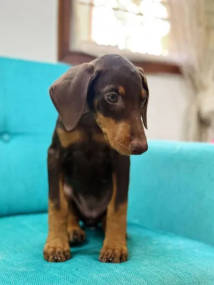 Meet Kishmish, a 50-day-old Doberman puppy who was surrendered to us. We ensure every puppy gets a full vet check and is placed in a loving home where they can grow up safe and happy. She has now found her forever home.