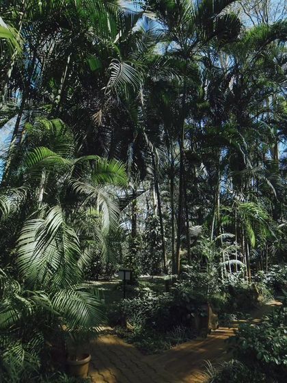 A dense grove of palm trees, showcasing the tropical and jungle-like feel of our property.