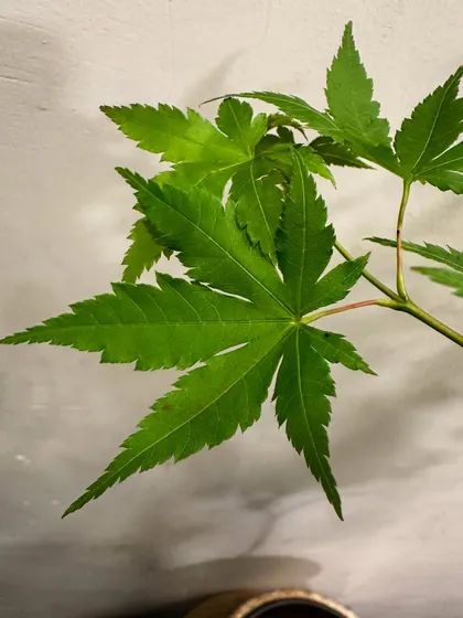 A close-up of the iconic Japanese Maple leaf. The intricate, serrated edges and deep green color are a mark of its quality and beauty. I select these for their exceptional form and foliage.