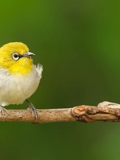A tiny Oriental White-eye, with its characteristic white eye-ring, poses on a branch. This fluffy, cute bird is a common but always delightful sight in the gardens and forests of Bangalore.