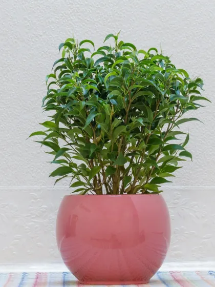 This Ficus Benjamina, potted in a cheerful pink ceramic planter, has dense, glossy green leaves, making it a lovely and lively addition to any bright room.