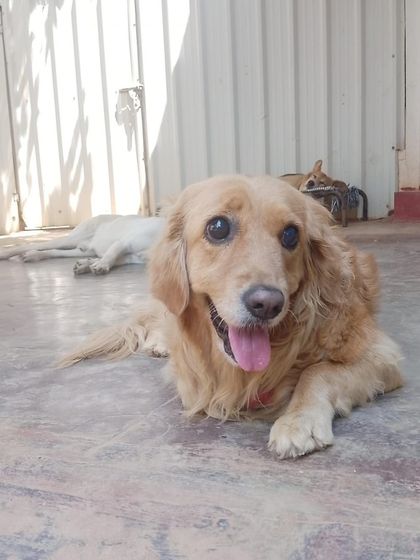 Stay - Dog Daycare Quiet Time & Cozy Naps photo 12