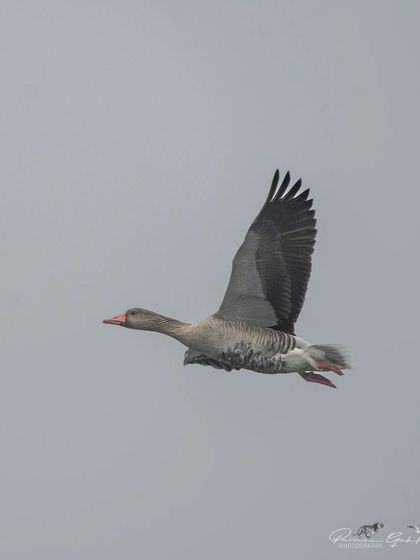 A Greylag Goose in flight, showing its large wingspan and powerful flight.