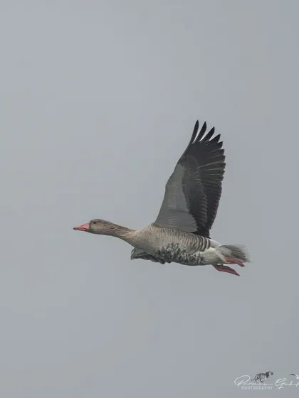 A Greylag Goose in flight, showing its large wingspan and powerful flight.
