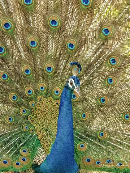 An Indian Peafowl, our national bird, displays its iridescent plumage in its full glory at Bhondsi Nature Park. This image highlights our ability to capture the sheer beauty and pride of India's wildlife.
