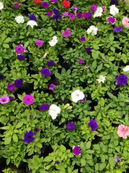 A field of colorful Petunias. These are great seasonal flowers for hanging baskets and pots, available in many colors like purple, pink, and white.