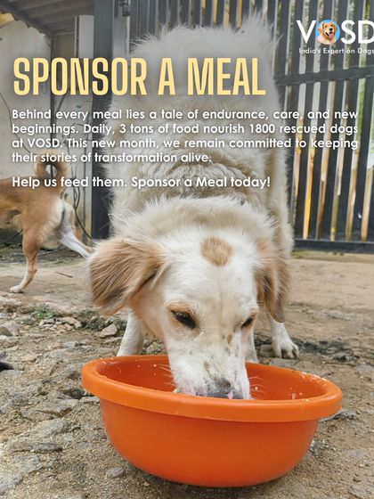 This is Moxy, enjoying a meal she can count on every day. Behind every full bowl is a story of survival and a kind donor who made it possible.