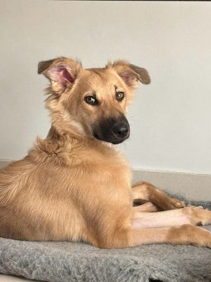 Fluffy looking handsome and relaxed. This 7 month old indie mix boy is a kind and gentle dog who deserves the best home.
