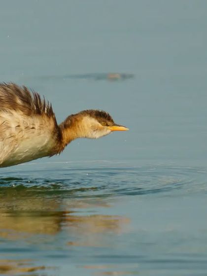 A Little Grebe appears to be running on water as it takes off, a dynamic and amusing action shot.