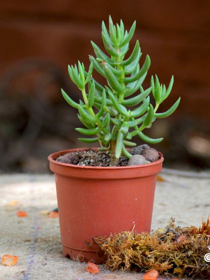 Easy-Care Indoor Plants photo 11