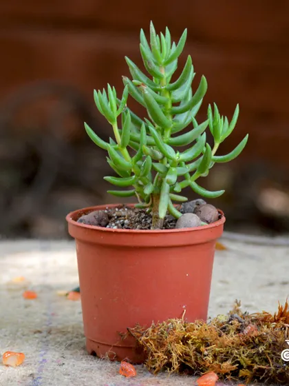Crassula Tetragona, or Miniature Pine Tree, is a unique succulent that grows upright with needle-like leaves, resembling a small pine tree. It's a great choice for adding vertical interest to a succulent arrangement.