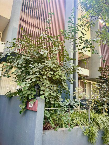 This large Ficus tree has grown beautifully, providing shade and a home for birds. It's a proud moment to see a garden we planted flourish and become a part of the local ecosystem.