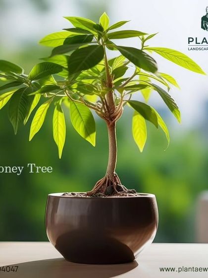 Plants for Every Need photo 4