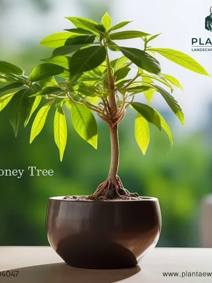 The Money Tree is not only rumored to bring good luck but is also non-toxic to pets. Its braided trunk and lush leaves make it a popular and safe choice for homes with furry companions.