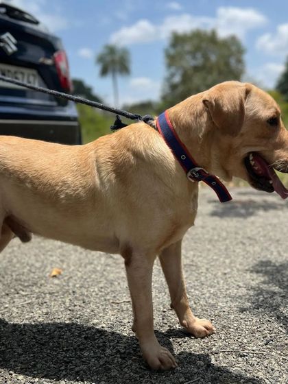 Cupa - Pet Adoption, Fostering & Sponsorship Find Your Canine Companion: Dogs for Adoption photo 26