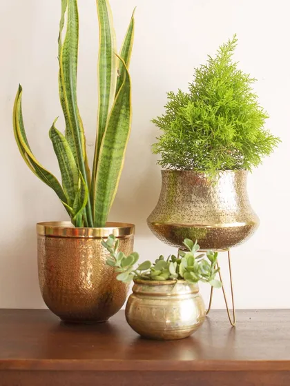 Your beautiful house plants deserve an equally lovely home. Here is a glimpse of my collection of handcrafted metal planters, showing a variety of sizes and hammered gold finishes that can be grouped together for a stunning display.