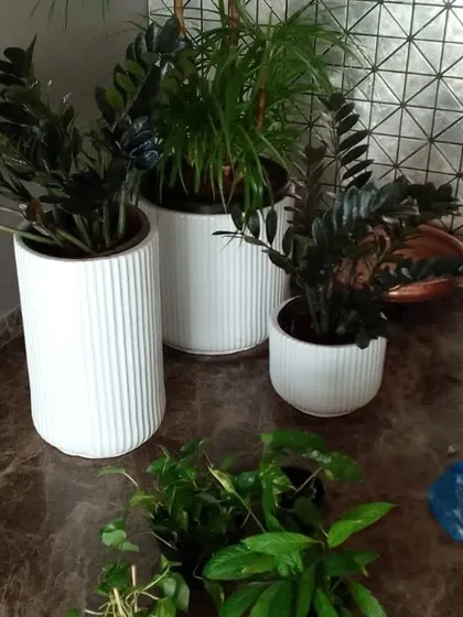 Three Zamioculcas Zamiifolia (ZZ) plants in modern white ceramic pots, a popular low-maintenance choice we often recommend and care for.
