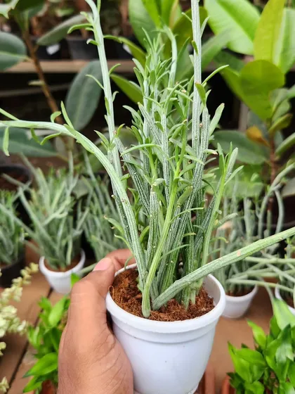 This succulent, sometimes called the Pickle Plant, has an unusual vertical growth habit. Its slender, cylindrical stems add a different kind of texture to a succulent collection.