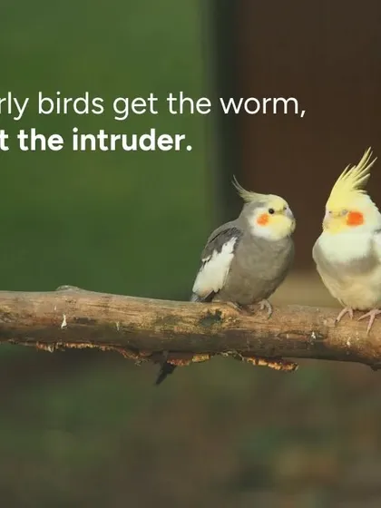 A little security humor: early birds get the worm, not the intruder. We believe that being proactive is the key to keeping your home safe and secure.