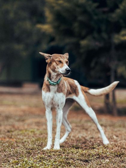 This Indie dog is such a looker. She has a graceful posture and a calm confidence about her as she surveys her temporary kingdom.