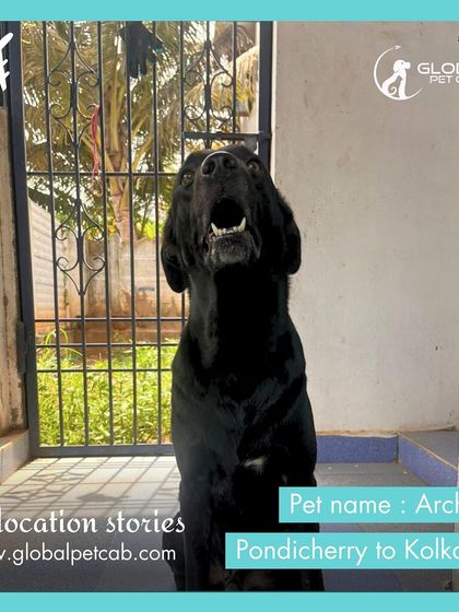 Global Pet Cab - Domestic Pet Relocation Air Travel: Flying Your Pet Safely photo 7