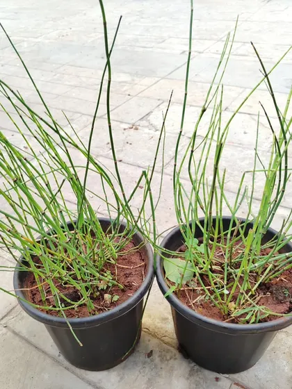 Another shot of these interesting decorative plants, ready to be delivered from my nursery.