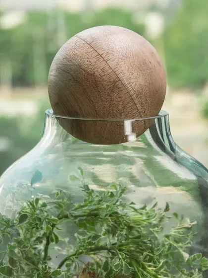 A close-up of the wooden ball lid on this cylindrical terrarium. The natural wood complements the living ecosystem inside.