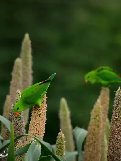A Vernal Hanging Parrot, also known as the Indian Lorikeet, feeding on millet. A funny story: I was so excited that I forgot to adjust my camera settings, so all the photos from this trip are a bit grainy! A lesson learned.