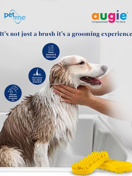 Augie Pets - Pet Grooming Services Brushes, Clippers & Essential Tools photo 4