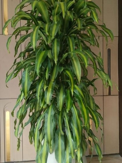 A closer look at the magnificent Dracaena plant. Its lush, full foliage makes it a perfect standalone feature in any large room, providing beauty and cleaner air.