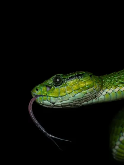 A classic macro shot of a green Malabar pit viper. I teach the technical skills, like using a diffuser and flash, to get that perfect catchlight in the eye and reveal stunning detail.