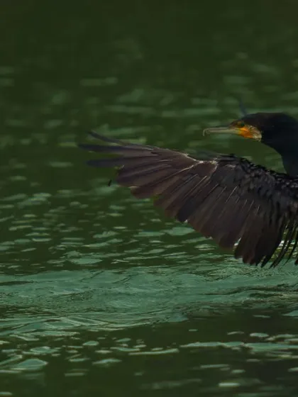 A Great Cormorant spreads its wings to dry them while sitting in the water.