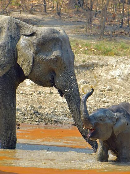 Manya Upadhyay - Travel & Documentary Photography Wildlife Encounters photo 12