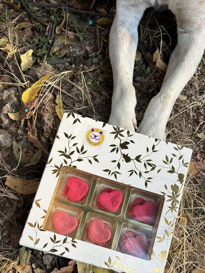 My Valentine's gift box, filled with heart-shaped treats, is a perfect gift to show your pup how much you care.