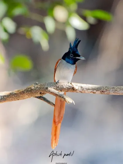The Indian Paradise Flycatcher, a bird that truly lives up to its name. This shot was taken with a shallow depth of field to make the bird pop from the background.