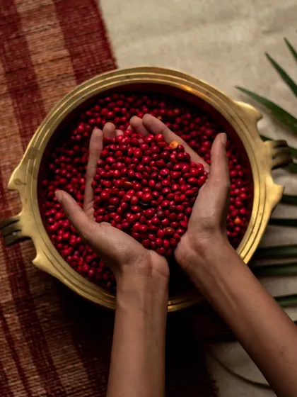 A bowl of Manjadikuru seeds, the direct inspiration for our Manjadi chair. The vibrant red color and smooth tactility of these seeds are elements we've woven into the design to create an interactive and memorable piece of furniture.