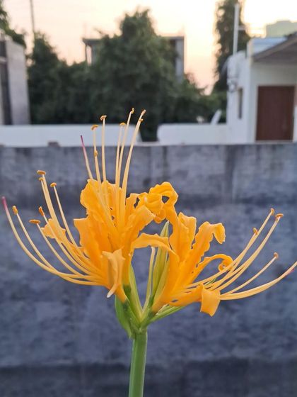 Bhardwaj - Urban Gardening Consultation A Riot of Colorful Flowers photo 209