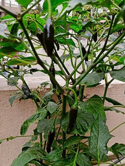 Multiplex Urban Green - Organic Gardening Supplies Grow Your Own Vegetables & Herbs photo 10