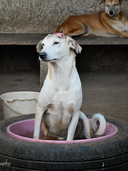 A dog at the Probably Paradise shelter finding a creative way to cool off in the Mumbai heat. My photos for shelters aim to show the personality and resilience of these animals, helping them find forever homes.