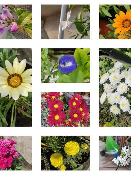 A collage of some of the many winter blooms in my garden, including Gazania, Chrysanthemum, and Rose.