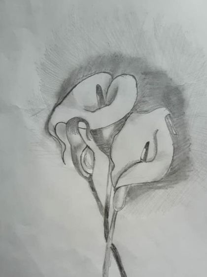 A delicate sketch of Calla Lilies, focusing on their unique shape and soft shadows.