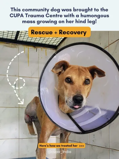Cupa - Emergency Animal Rescue & Treatment Dog Rescue & Recovery Stories photo 11