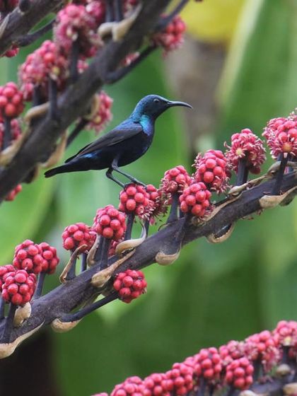 A purple sunbird rests on a branch of bright red berries. The diverse wildlife at our retreat is a sign of a healthy, thriving ecosystem, which contributes to the healing energy of the place.
