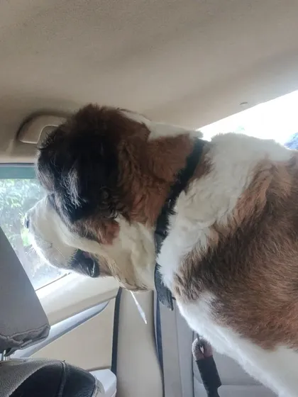 The gentle giant Joey enjoying the view from the window during his early morning trip from Gurgaon to Noida. I ensure large breeds have enough room to sit or stand comfortably.