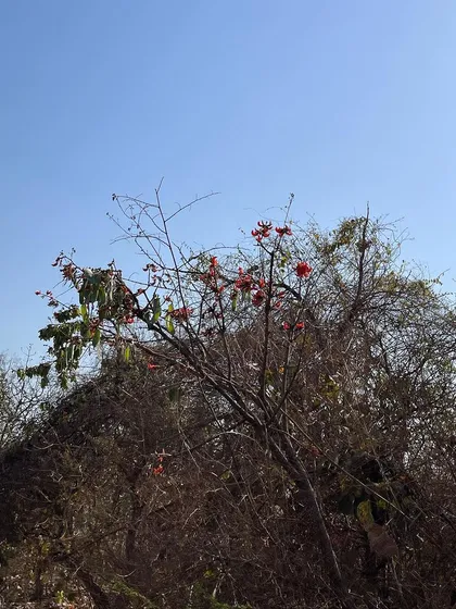 This flowering tree is an amazing source of natural orange color. Do you know which one it is? Discovering local sources of dye is part of the adventure of my work.
