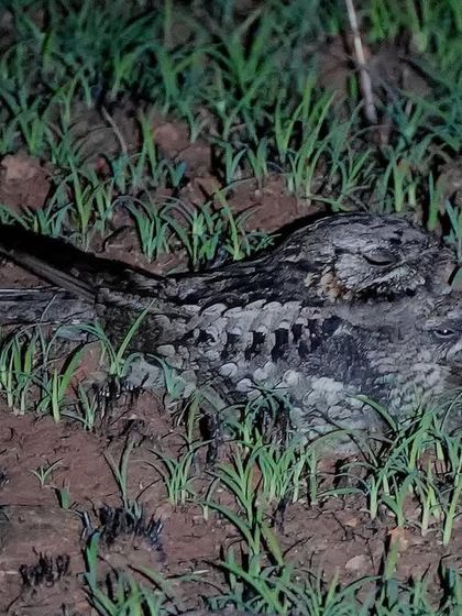 A Nightjar resting on the ground during a night safari. These nocturnal birds have incredible camouflage that makes them look like a pile of dry leaves, protecting them from predators.