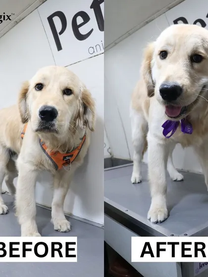 This Golden Retriever puppy is looking smart and clean after their grooming session. We are experienced in handling puppies for their first grooming experiences.