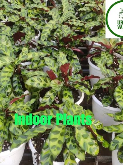The Calathea Rattlesnake plant has wavy-edged leaves with a fascinating pattern.